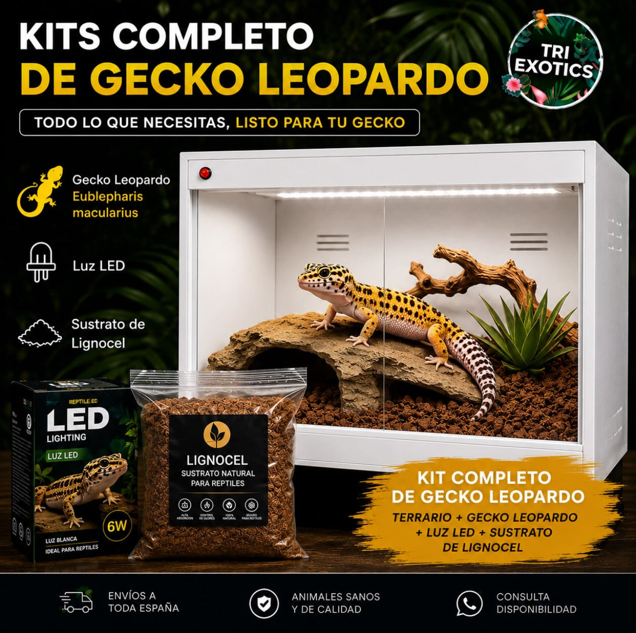 Kit completo de terrario de PVC + Gecko leopardo