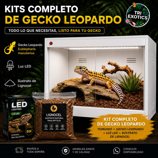 Kit completo de terrario de PVC + Gecko leopardo