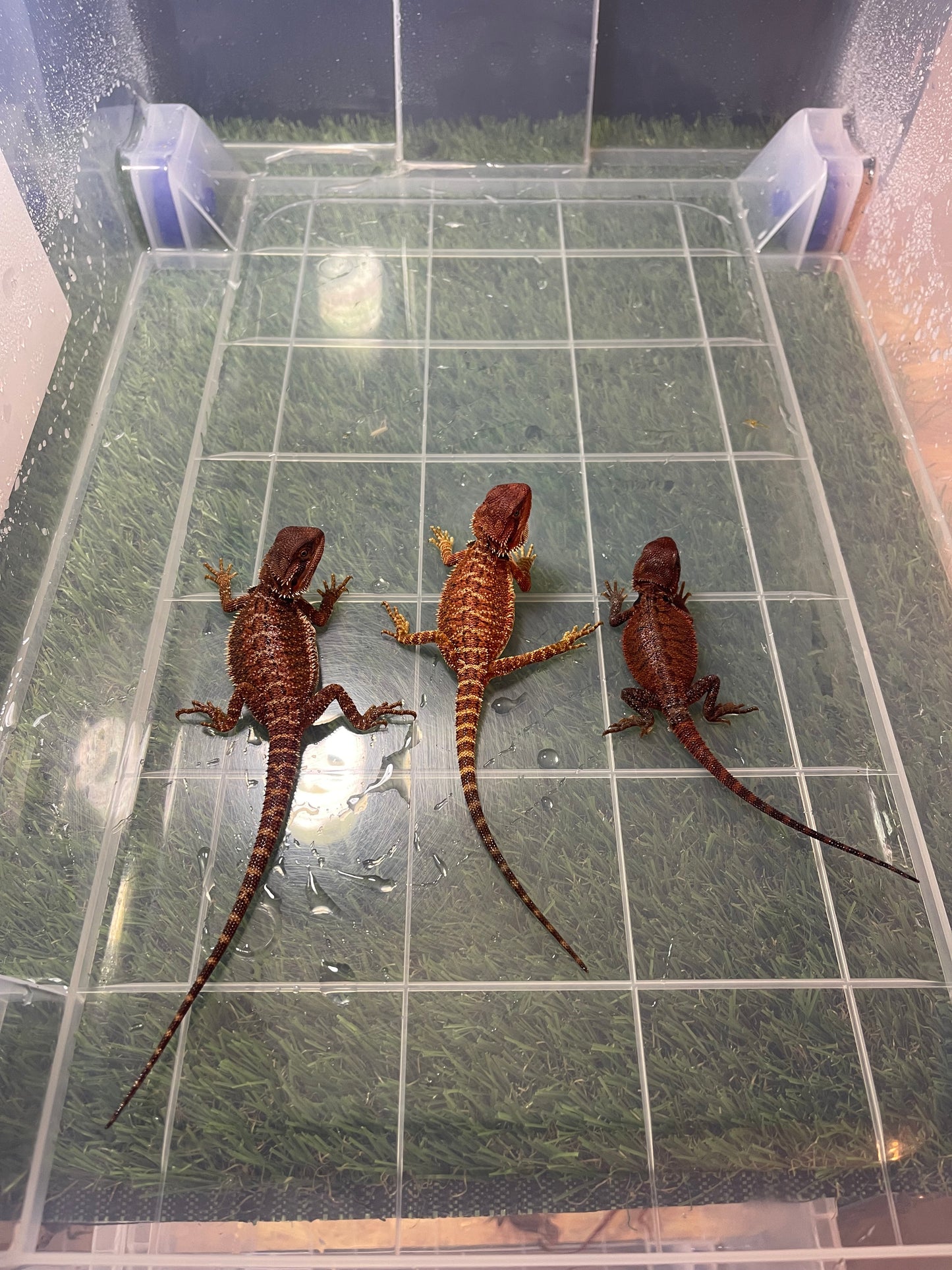 Kit completo para dragon barbudo de terrario de PVC