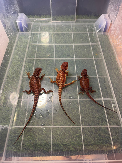 Kit completo para dragon barbudo de terrario de PVC