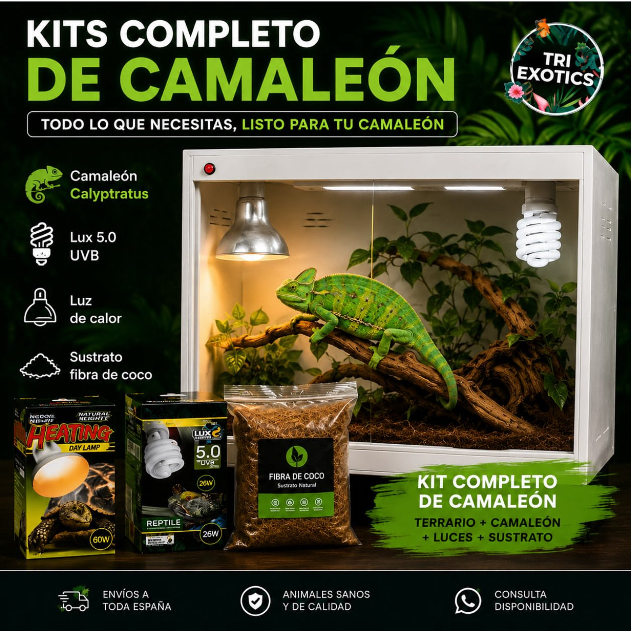 Kit completo de Terrario para camaleón calyptratus + animal
